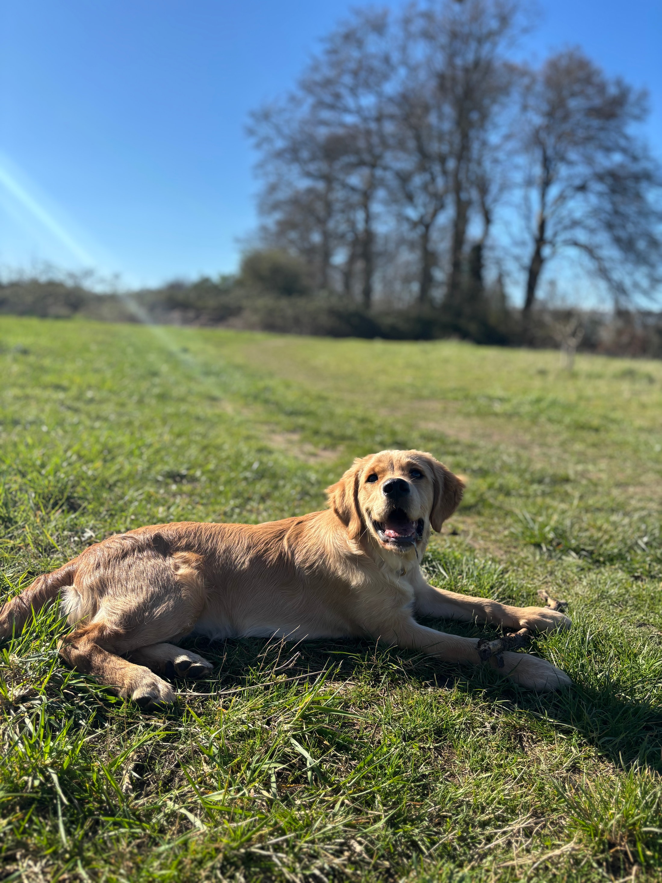 Pet suitable for a drop-in visit