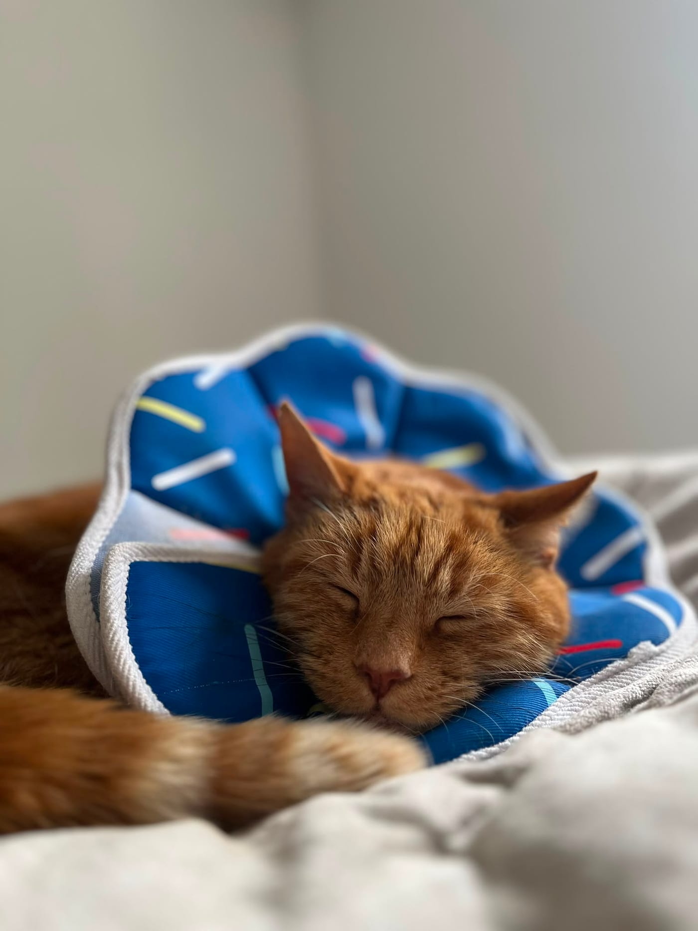 Cat receiving post-operative care during a veterinary nurse home visit