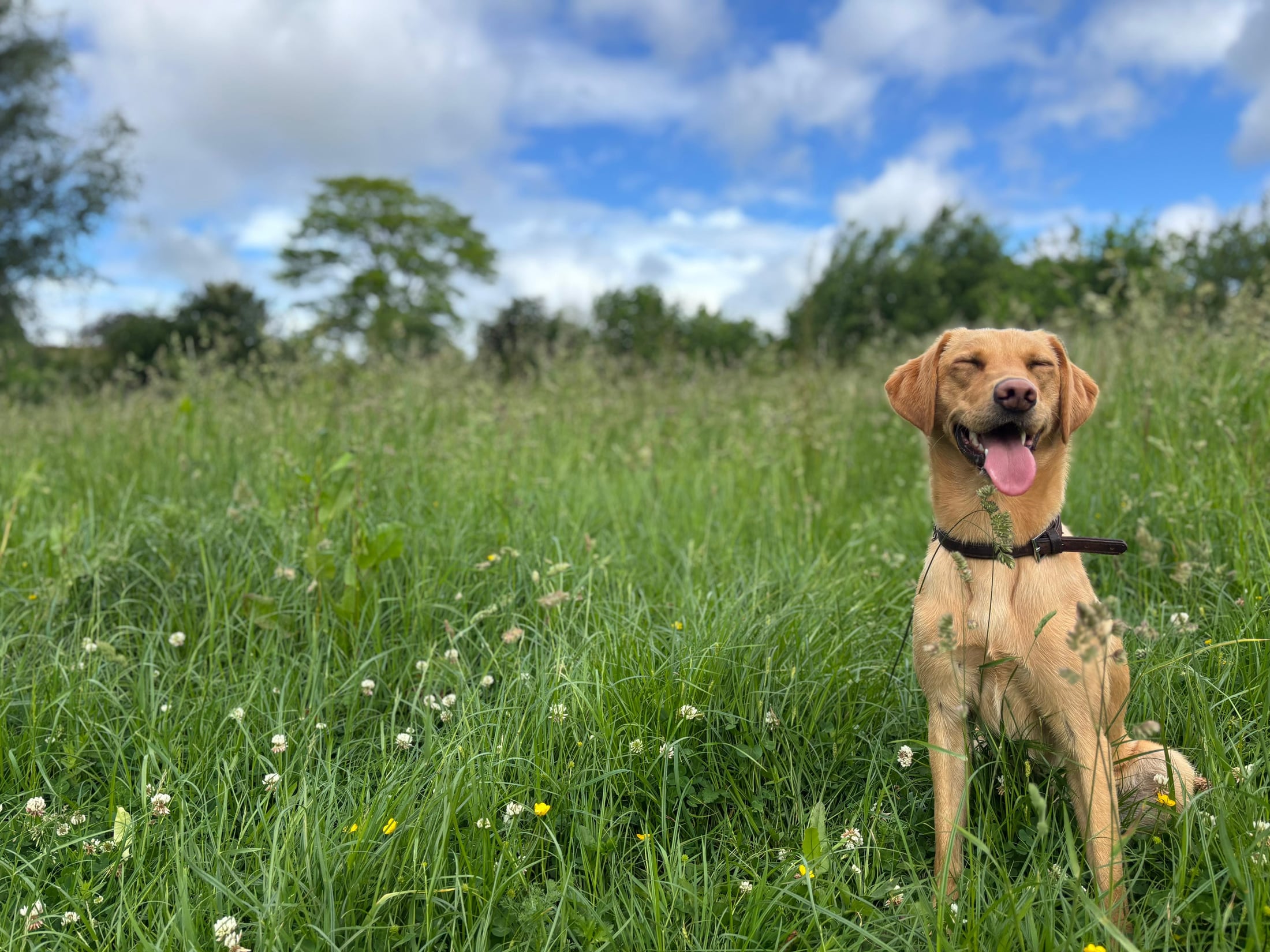 Happy dog sitting in long grass during a dog walk in Winchester