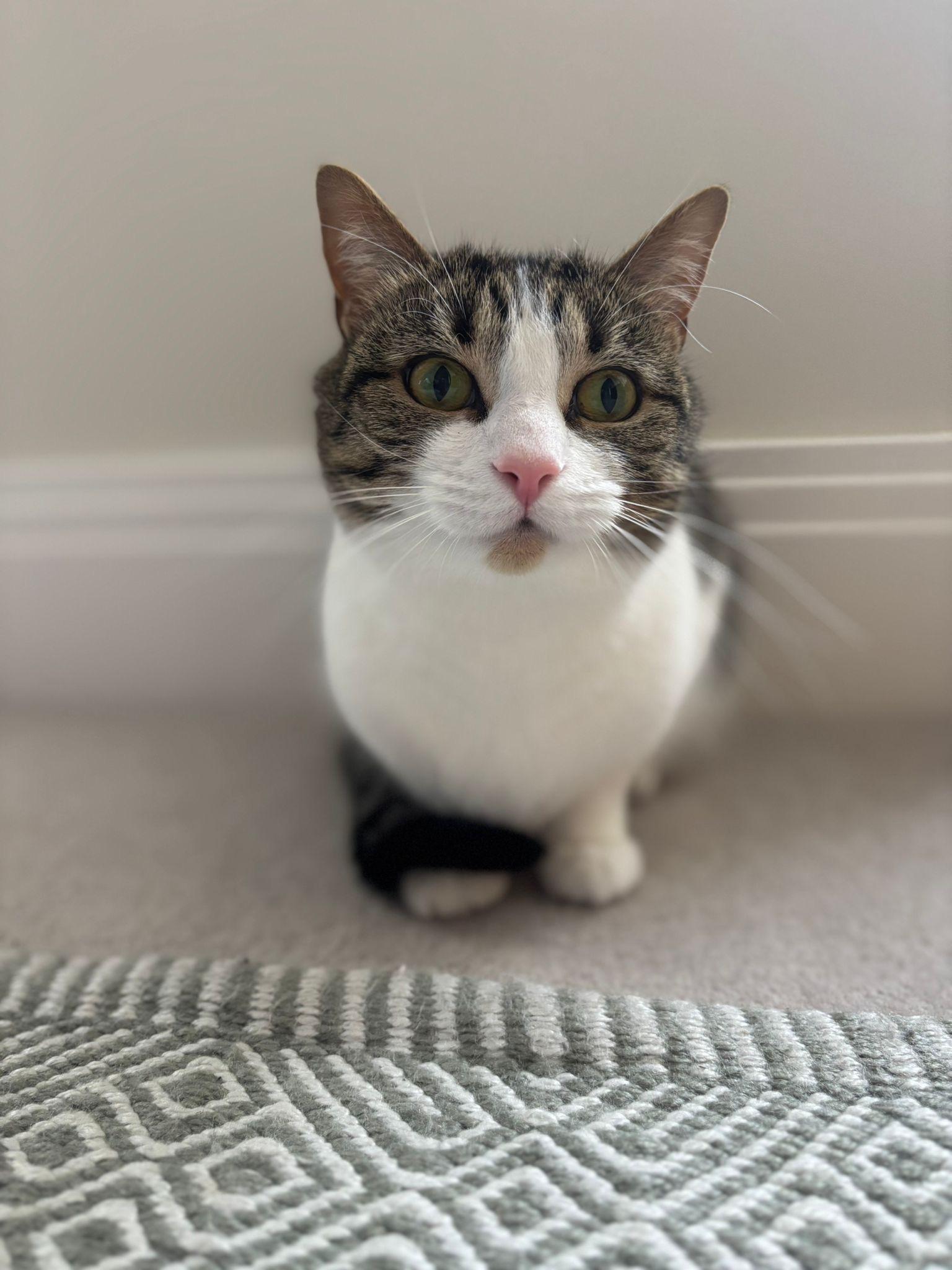 Cat cared for during a drop-in pet visit in Winchester