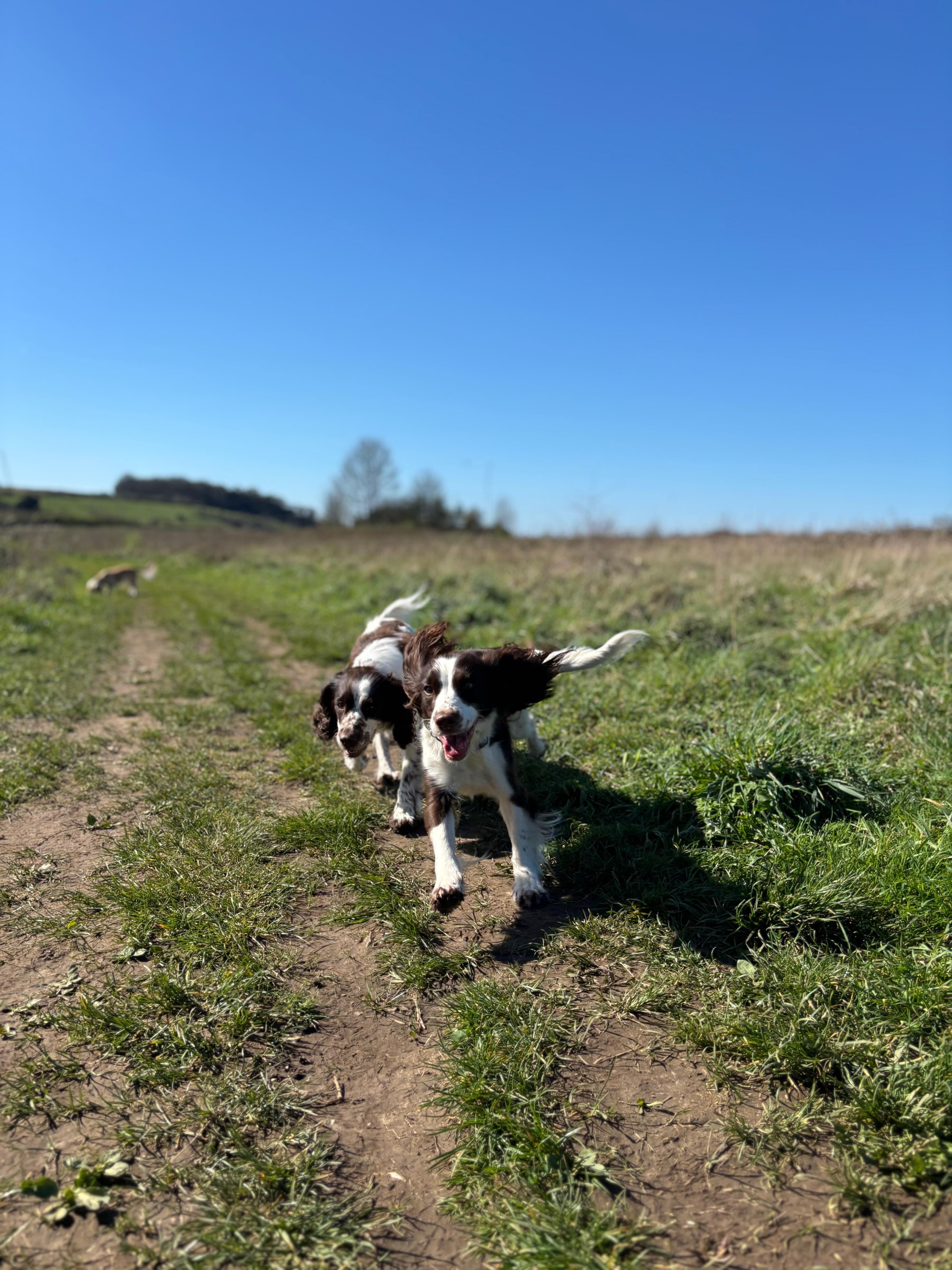 Dog enjoying a walk with Chloe's BestPets