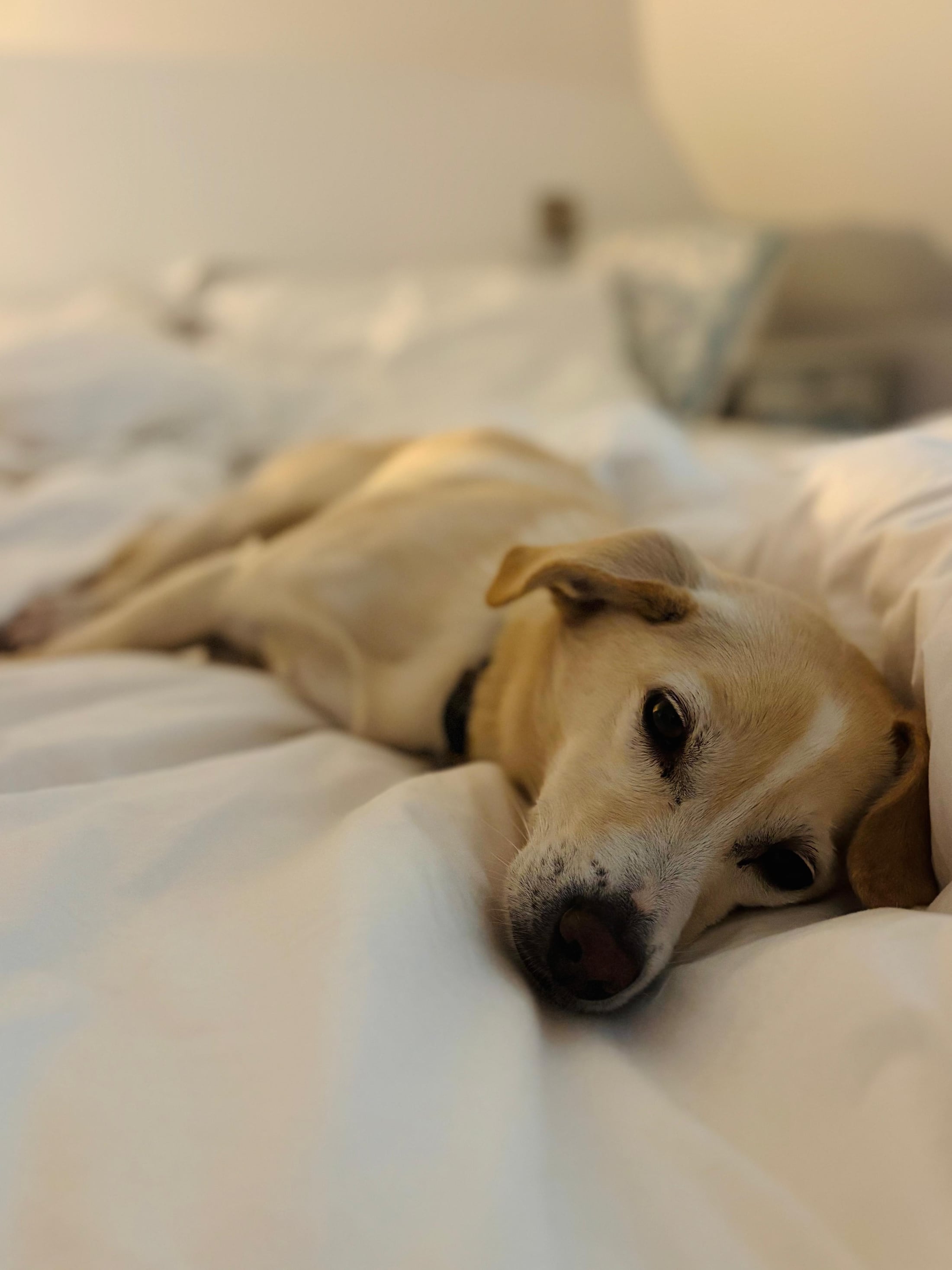 Dog relaxing during a drop-in visit in Winchester