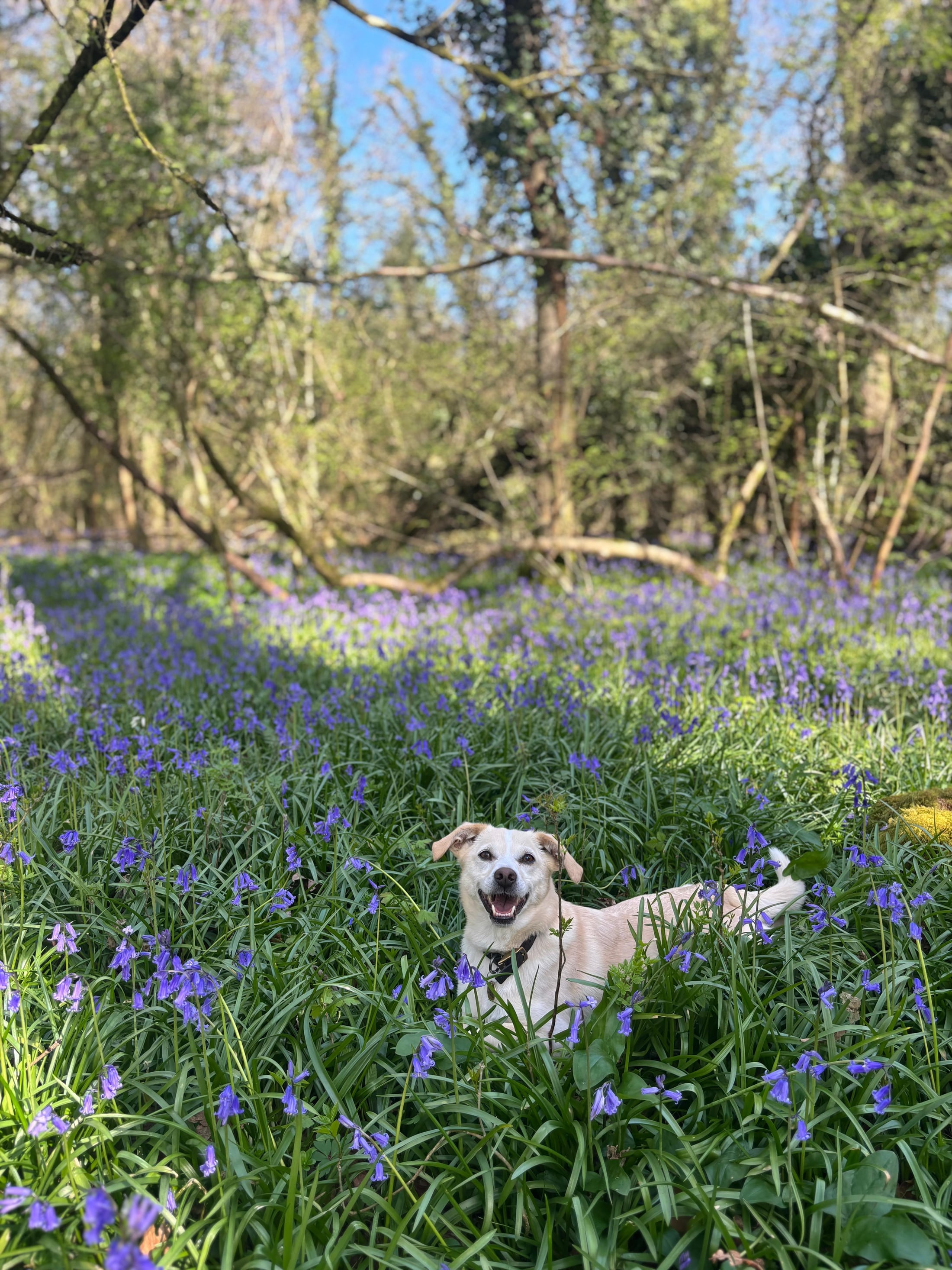 Dog walking in Winchester with Chloe's BestPets