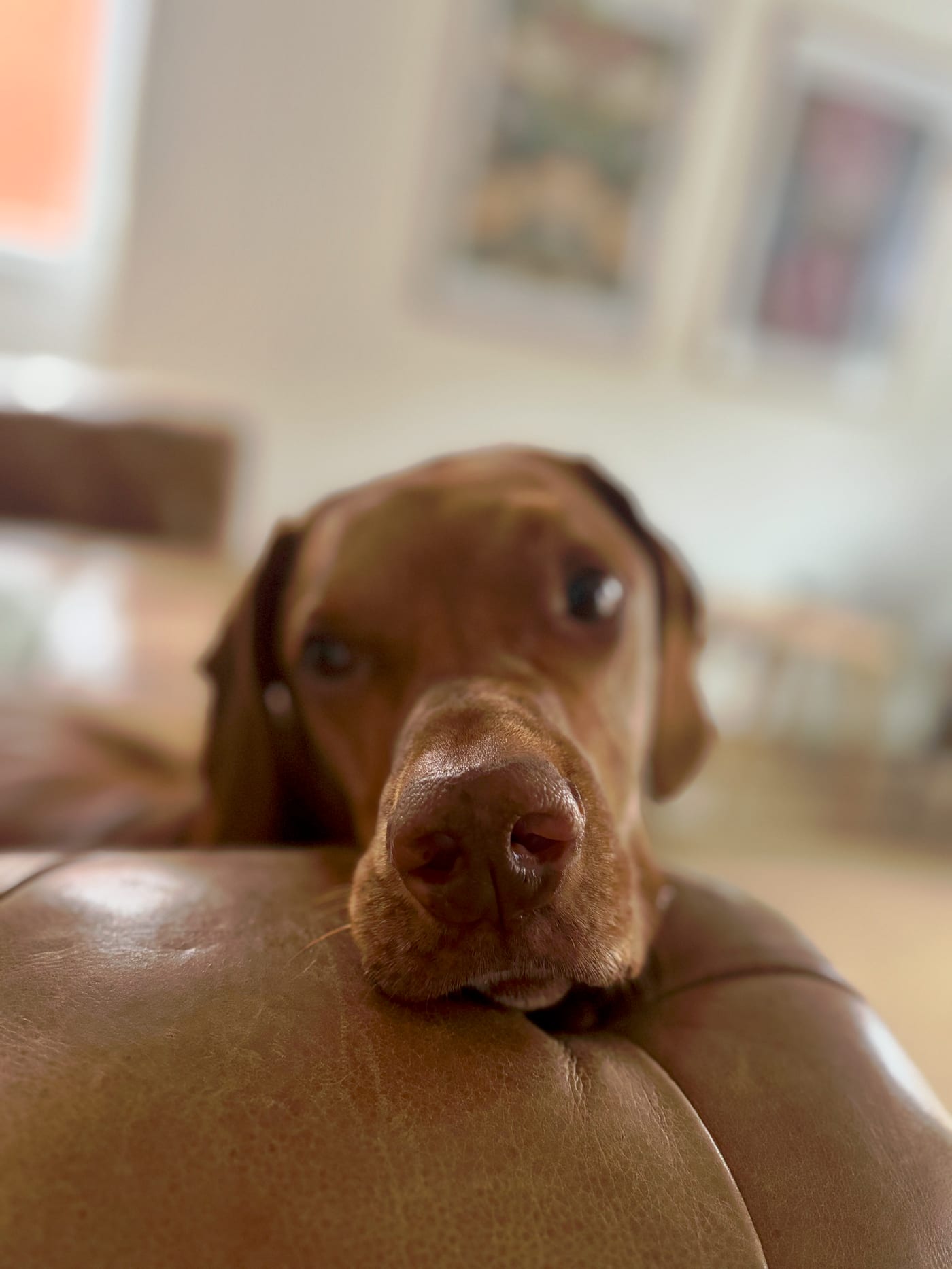 Pet receiving calm veterinary nurse care at home